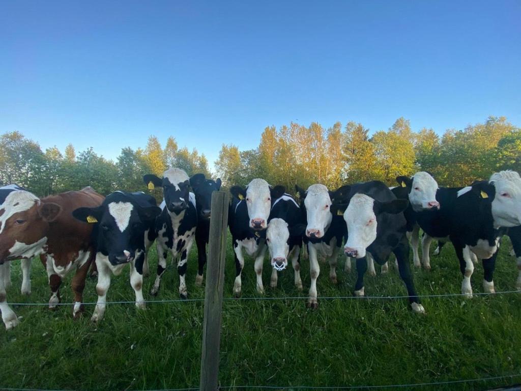 Mysig Stuga Naera Aestad Vingard & Spa Kültér fotó